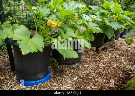 Sommer squash Wachsen in den Behältern. Stockfoto