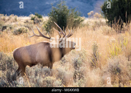 Bull elk bugling, Mammoth Hot Springs. Stockfoto