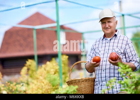 Gerne älterer Mann Holz Ernte im Garten Stockfoto