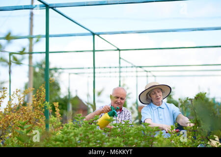 Ältere Landwirte arbeiten im Garten Stockfoto