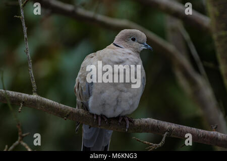 Collared Dove. Streptopelia decaocto. Portrait von Alleinstehenden im Baum gehockt. West Midlands. Britische Inseln. Stockfoto