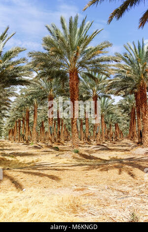 Plantation von Phoenix dactylifera, allgemein bekannt als Datum oder Datum Palmen in Arava und Wüste Negev, Israel, Anbau von süßen köstlichen Medjool Stockfoto