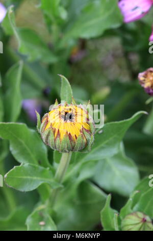 Nahaufnahme von Pot marigold oder auch bekannt als Calendula officinalis flower Bud öffnen Stockfoto