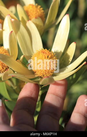 Leucadendron Gandogeri Proteas oder bekannt als breites Blatt Kegel Bush Blüten Stockfoto