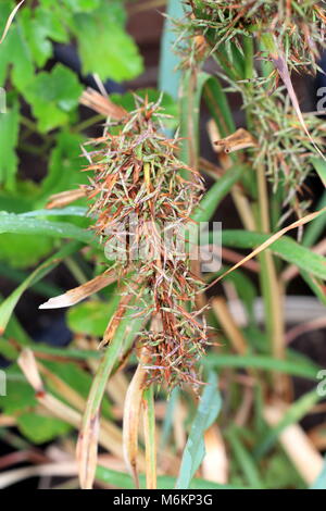 Zitronengras Blumen oder auch als Cymbopogon bekannt Stockfoto