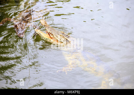 Die Nahaufnahme Krokodil backen oben rippled Teich Wasser fangen Essen vom Seil auf Zucht in Tourist Park in Vietnam. Stockfoto