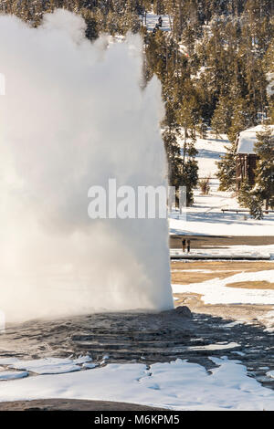 Old Faithful Ausbruch aus der Beobachtung (Hochformat). Stockfoto