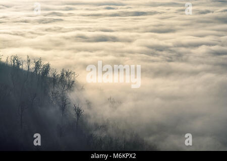 Niedrige Wolken Tal und in den Schwarzwald auf einem Hang Stockfoto