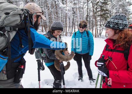 Yellowstone ewig Cougar Kurs - Colby hilft das Alter einen bighorn. Stockfoto