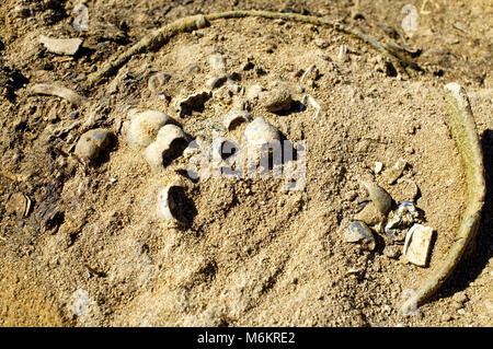 Archäologische Funde aus der frühen Eisenzeit, die auf einem alten Friedhof. Solide und split Metall- und Glasperlen, bronze Anhänger. Kulai Kultur Stockfoto