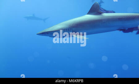 Seidige Shark Stockfoto