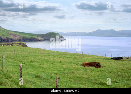 Dingle Landschaft Stockfoto