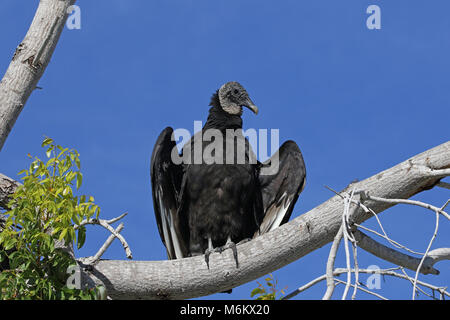 Eine schwarze Geier (Coragyps atratus) schoß in den Everglades National Park, Florida. Stockfoto