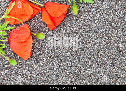 Mohn Blumen auf dem Mohn Körner Nahaufnahme Hintergrund Stockfoto