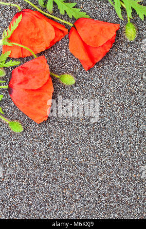 Mohn Blumen auf dem Mohn Körner Nahaufnahme Hintergrund Stockfoto