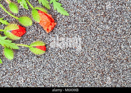 Mohn Blumen auf dem Mohn Körner Nahaufnahme Hintergrund Stockfoto