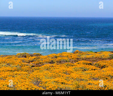 Kalifornien Pacific Coast mit gelben Wildblumen eingerichtet Stockfoto