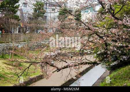 Schöne sakura Kirschblüte während der HANAMI in Tetsugaku-no-Michi (Philosopher's Walk), Kyoto, Japan Stockfoto