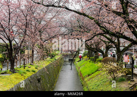 Schöne sakura Kirschblüte während der HANAMI in Tetsugaku-no-Michi (Philosopher's Walk), Kyoto, Japan Stockfoto