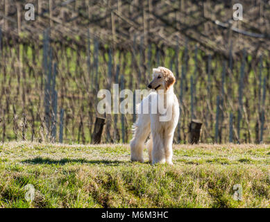 Afghanische Windhun.den Afghanischen Windhund ist ein Hund, der durch seine dicken, feinen, seidigen Fell auszeichnet. Die Rasse wurde gezielt für seine einzigartigen Funktionen gezüchtet Ich Stockfoto