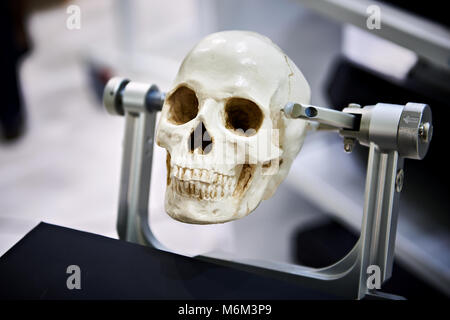 Menschlicher Schädel Modell in den Spannzangen für pädagogische Zwecke closeup Stockfoto