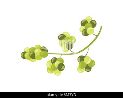 Rebsorten mit grünen Trauben auf weißem Hintergrund. Vector Illustration Stock Vektor