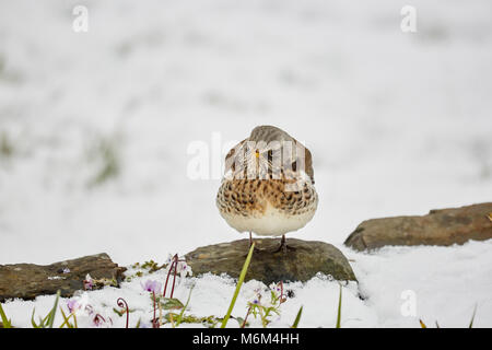 Eine Wacholderdrossel, Turdus pilaris, thront auf einem Stein im Schnee. Stockfoto