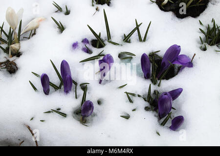 Frühling Blumen: Krokusse spähen durch Schnee Stockfoto