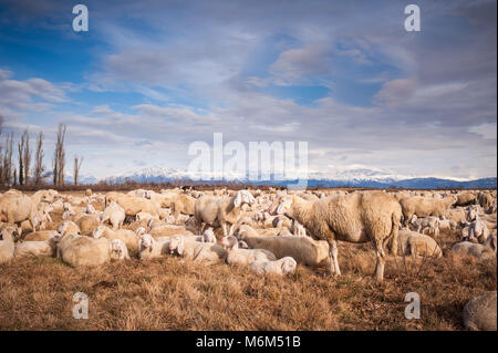 Herde der Schafe mit Lämmern. Sie streifte in Wintertag. Im Hintergrund die Berge und den Himmel mit Wolken. Stockfoto