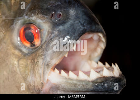 Ein schwarzer Piranha, Serrasalmus rhombeus, beim Fischen mit der künstlichen Köder aus der NEUE O-Fluss, Suriname, Südamerika Stockfoto