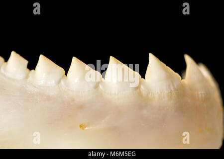 Den Unterkiefer und Zähne von einem schwarzen piranaha, Serrasalmus rhombeus, gefangen von der NEUE O-Fluss, Suriname, Südamerika Stockfoto