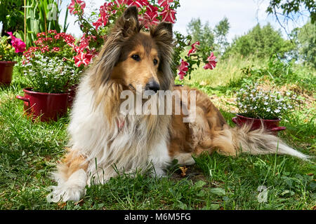 Schottische Hirten (Collie) im Garten auf einem Hintergrund von Blumen Stockfoto