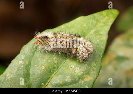 Caterpillar fotografiert in der Nacht im Dschungel von Suriname, Südamerika, Raleighvallen Nature Reserve in der Nähe der Neue O-Fluss Stockfoto