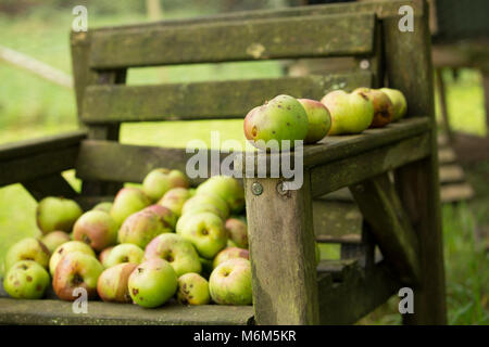 Windschlag kochen Äpfel aus einem alten Obstgarten gesammelt, Lancashire North West England UK GB Stockfoto