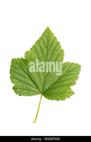 Isolierte Johannisbeere Blatt auf einem weißen Hintergrund, eine Beere mit viel Vitaminen und Spurenelementen Stockfoto