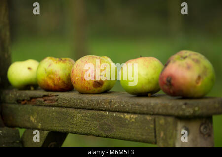 Windschlag kochen Äpfel aus einem alten Obstgarten gesammelt, Lancashire North West England UK GB Stockfoto