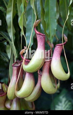 Nepenthes - tropische Schlauchpflanzen oder Affe Cups. Stockfoto