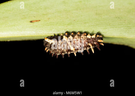 Caterpillar fotografiert in der Nacht im Dschungel von Suriname, Südamerika, Raleighvallen Nature Reserve in der Nähe der Neue O-Fluss Stockfoto