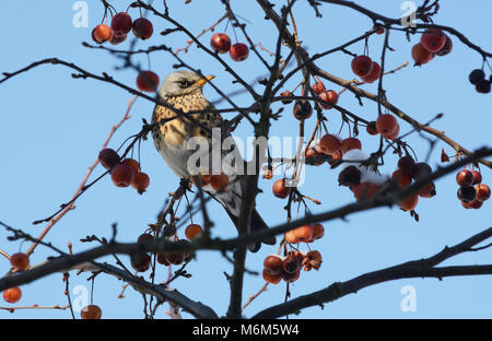 Wacholderdrossel sitzt unter den Ästen eines Crab Apple Tree, mit schneebedeckten Obst. Die vogelschutzrichtlinie Herde aus die Felder, die Gärten bei ungünstigen Winter wea Stockfoto