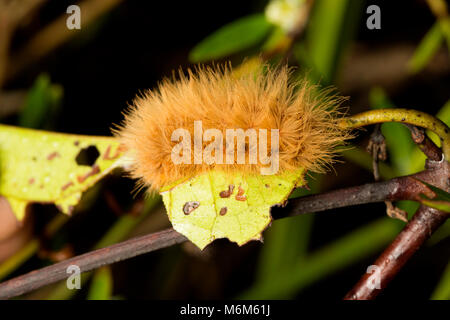 Caterpillar fotografiert in der Nacht im Dschungel von Suriname, Südamerika in der Nähe von Bakhuis Stockfoto