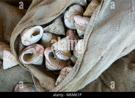 Sammlung der glänzenden Muscheln in einem Beutel Stockfoto