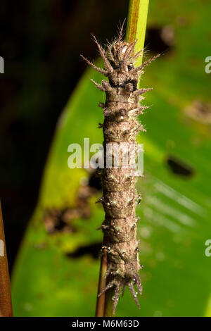 Caterpillar fotografiert in der Nacht im Dschungel von Suriname, Südamerika, Raleighvallen Nature Reserve in der Nähe der Neue O-Fluss Stockfoto