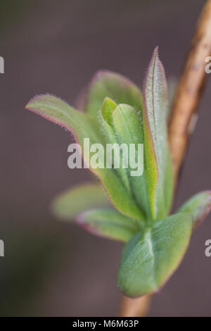 Emerging Laub der Honeysuckle, Lonicera periclymenum Graham Thomas im Frühjahr Stockfoto