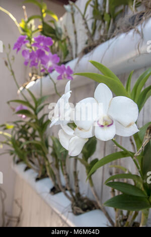 Eine weiße Blüte von Dendrobium Orchideen - Dendrobium spp. Mit anderen tropischen Blumen in Töpfe - Röhren hängen an einem weißen Zaun im Hof, Laos Stockfoto