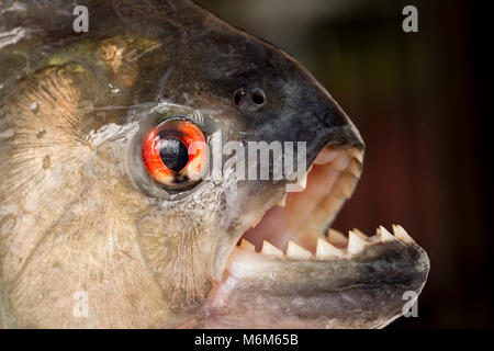 Ein schwarzer Piranha, Serrasalmus rhombeus, beim Fischen mit der künstlichen Köder aus der NEUE O-Fluss, Suriname, Südamerika Stockfoto