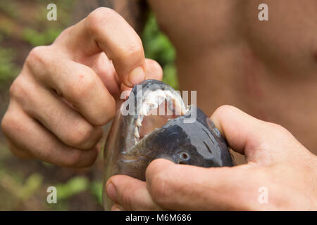 Ein schwarzer Piranha, Serrasalmus rhombeus, beim Fischen mit der künstlichen Köder aus der NEUE O-Fluss, Suriname, Südamerika Stockfoto