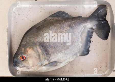 Ein schwarzer Piranha, Serrasalmus rhombeus, beim Fischen mit der künstlichen Köder aus der NEUE O-Fluss, Suriname, Südamerika Stockfoto