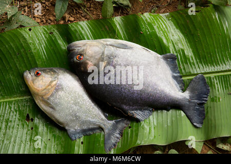 Ein Paar schwarze Piranhas, Serrasalmus rhombeus, beim Fischen mit der künstlichen Köder aus der NEUE O-Fluss, Suriname, Südamerika Stockfoto