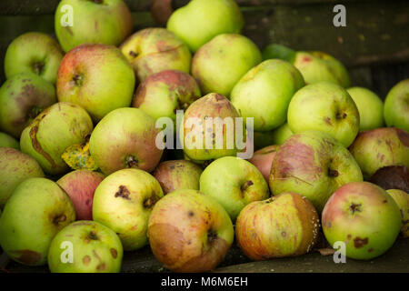 Windschlag kochen Äpfel aus einem alten Obstgarten gesammelt, Lancashire North West England UK GB Stockfoto