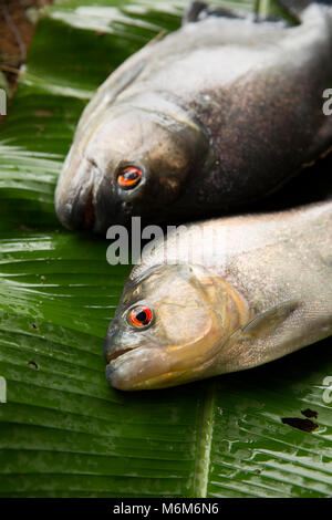 Ein Paar schwarze Piranhas, Serrasalmus rhombeus, beim Fischen mit der künstlichen Köder aus der NEUE O-Fluss, Suriname, Südamerika Stockfoto